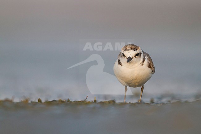 Kentish Plover - Seeregenpfeifer - Charadrius alexandrinus ssp. alexandrinus, Oman, male stock-image by Agami/Ralph Martin,