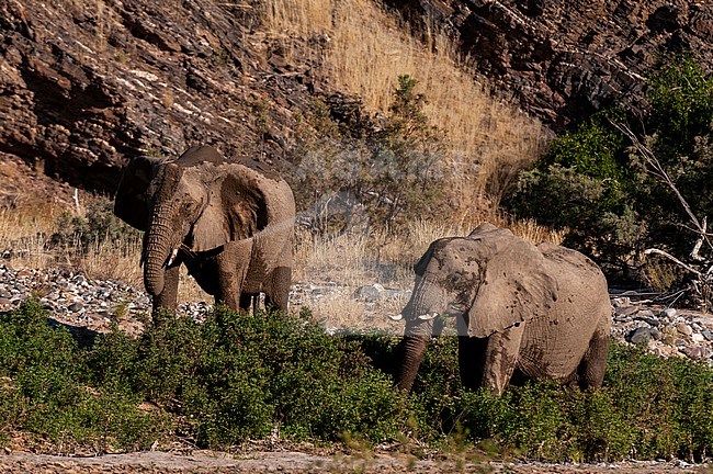 Elephants graze on shrubs in a dry river bed. Skeleton Coast, Kunene, Namibia. stock-image by Agami/Sergio Pitamitz,