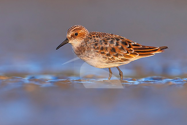 Migrant Little Stint (Calidris minuta) in Italy. stock-image by Agami/Daniele Occhiato,