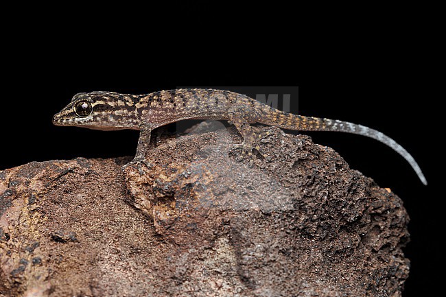 Darwin’s Leaf-toed Gecko (Phyllodactylus darwini) taken the 01/11/2025 at San Cristóbal - Galapagos. stock-image by Agami/Nicolas Bastide,