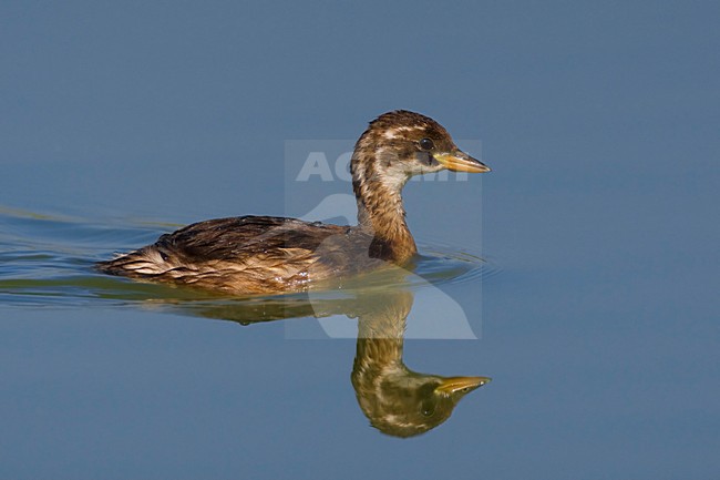 Dodaars in winterkleed; Little Grebe in winter plumage stock-image by Agami/Daniele Occhiato,