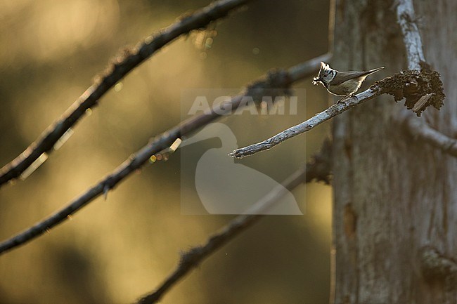 Crested Tit - Haubenmeise - Lophophanes cristatus ssp. cristatus, Germany (Baden-Württemberg), adult, at breeding hole stock-image by Agami/Ralph Martin,