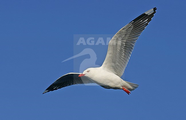 Roodsnavelmeeuw in vlucht; Red-billed Gull (Chroicocephalus scopulinus) in flight stock-image by Agami/Pete Morris,