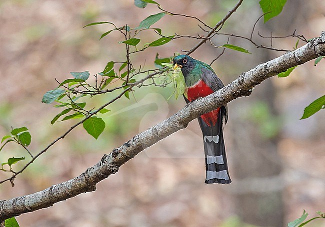Male Mountain trogon (Trogon mexicanus), also known as the Mexican trogon, in Western Mexico. stock-image by Agami/Pete Morris,