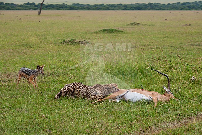 A cheetah eating an impala; a black-backed jackal waits to steal a piece. Masai Mara National Reserve, Kenya. stock-image by Agami/Sergio Pitamitz,