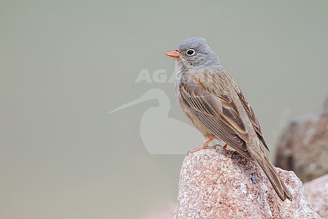 Grey-necked Bunting - Steinortolan - Emberiza buchanani, Kazakhstan, adult male stock-image by Agami/Ralph Martin,