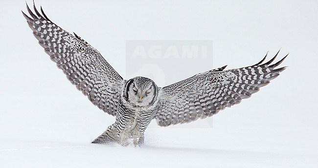 Hunting Northern Hawk Owl (Surnia ulula) in a white taiga forest in Finland during a cold winter. stock-image by Agami/Markus Varesvuo,