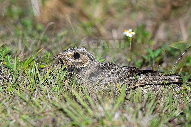 Adult Chuck-will's-widow, Antrostomus carolinensis
Miami-Dade Co., FL stock-image by Agami/Brian E Small,