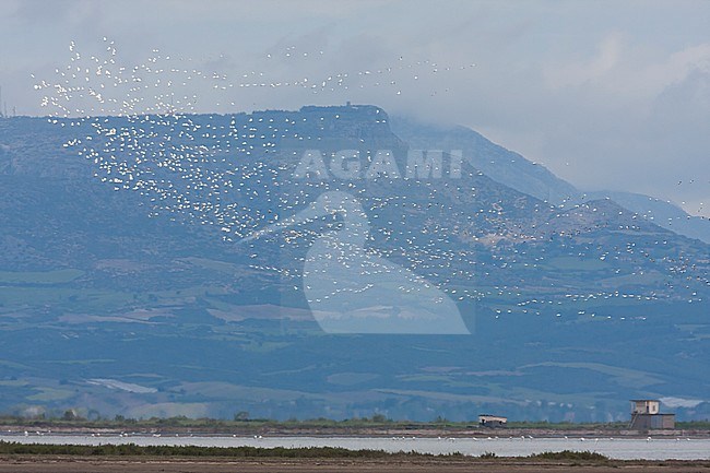 Great White Pelican - Rosapelikan - Pelecanus onocrotalus, Turkey, migrating group stock-image by Agami/Ralph Martin,