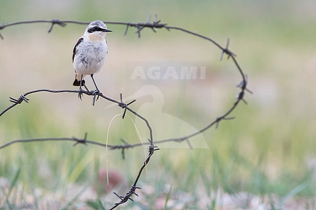 Northern Wheatear - Steinschmätzer - Oenanthe oenanthe oenanthe, Russia (Baikal), adult male stock-image by Agami/Ralph Martin,