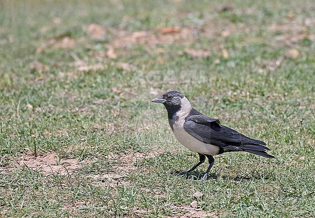 Adult Daurian Jackdaw, Corvus dauuricus, in Sichuan, China. stock-image by Agami/Pete Morris,