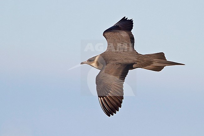Parasitic Jaeger (Stercorarius parasiticus) flying in Churchill, Manitoba, Canada. stock-image by Agami/Glenn Bartley,