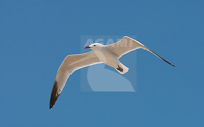  stock-image by Agami/Arnold Meijer,