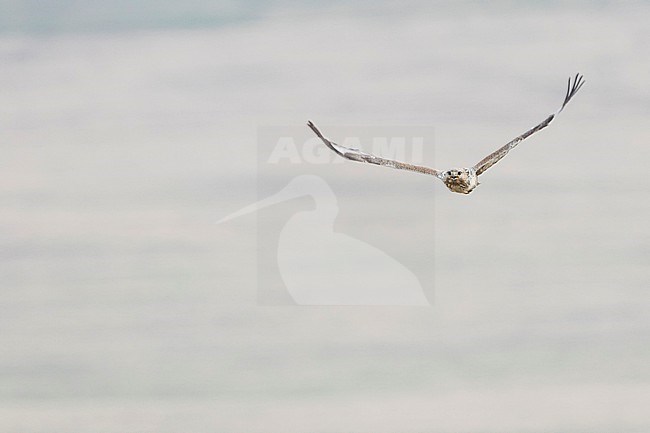 Upland Buzzard - Mongolenbussard - Buteo hemilasius, Russia (Baikal), adult stock-image by Agami/Ralph Martin,