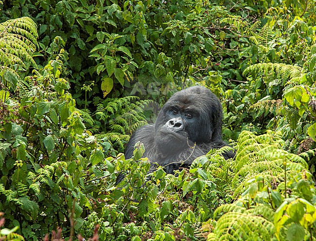 Mountain Gorilla (Gorilla beringei) male in Virunga NP, Rwanda stock-image by Agami/Roy de Haas,