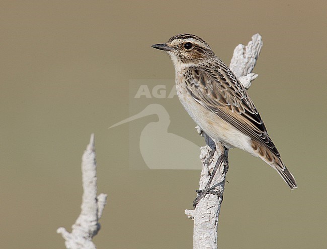 Eerste winter Paapje, First winter Whinchat stock-image by Agami/Mike Danzenbaker,