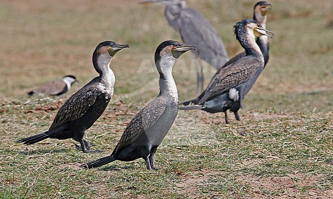 Adult White-breasted Cormorants (Phalacrocorax lucidus) in Uganda. stock-image by Agami/Pete Morris,