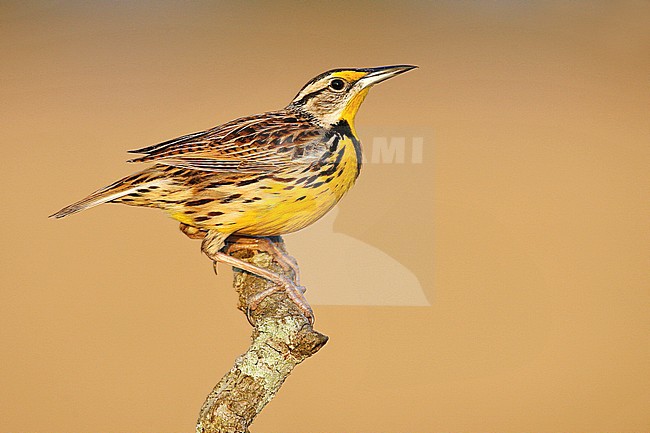 Adult
Osceola Co., FL
February 2006 stock-image by Agami/Brian E Small,