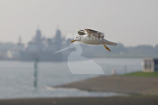 Kleine Mantelmeeuw vliegend in haven Den Helder Nederland, Lesser Black-backed Gull in flight Netherlands stock-image by Agami/Wil Leurs,