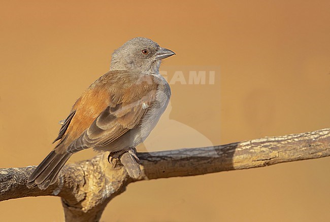 Northern Grey-headed Sparrow (Passer griseus) is common in Senegal stock-image by Agami/Eduard Sangster,