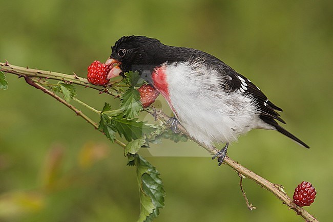 Volwassen mannetje Roodborstkardinaal, Adult male Rose-breasted Grosbeak stock-image by Agami/Brian E Small,