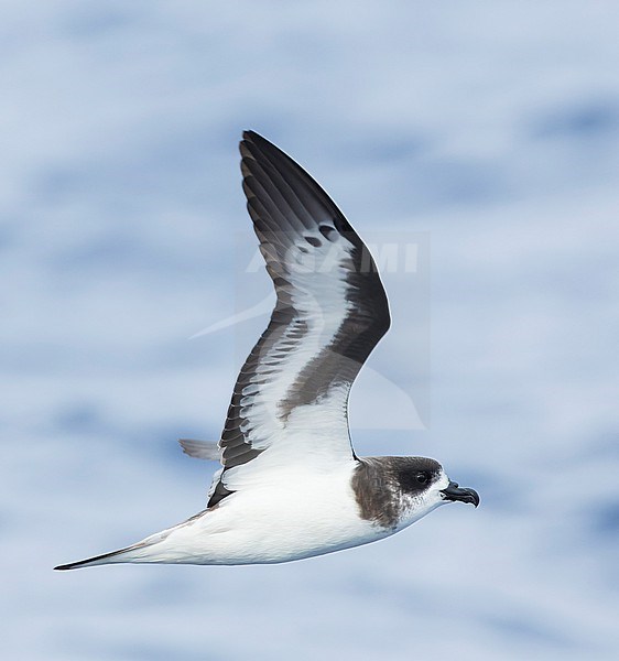 Bermuda Petrel (Pterodroma cahow) in flight off the coast of Bermuda. stock-image by Agami/Marc Guyt,