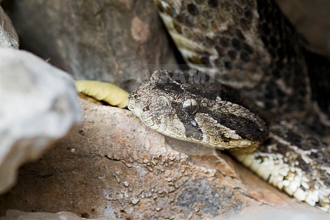 Puff Adder - Puffotter - Bitis arietans, Oman stock-image by Agami/Ralph Martin,