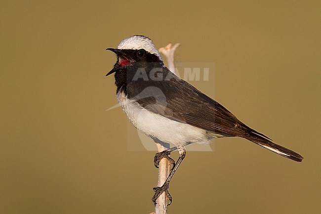 Pied Wheatear - Nonnensteinschmätzer - Oenanthe pleschanka, Kazakhstan, adult male stock-image by Agami/Ralph Martin,