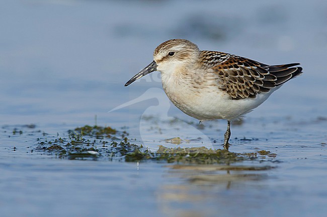 First-winter Western Sandpiper (Calidris mauri)
Deschutes Co., OR
August 2015 stock-image by Agami/Brian E Small,
