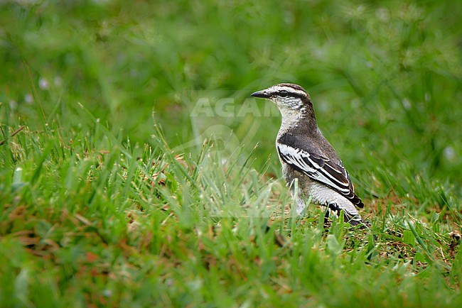 Female Pied Triller (Lalage nigra) in meadow in Malaysia stock-image by Agami/Tomas Grim,