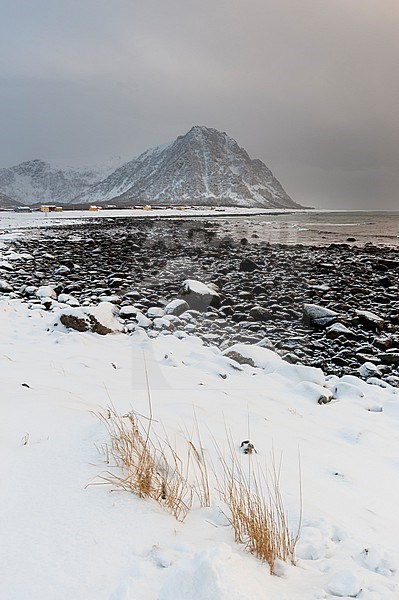 A snow-covered coastline with a rocky beach, mountains, and a village. Noss, Vesteralen Islands, Nordland, Norway. stock-image by Agami/Sergio Pitamitz,