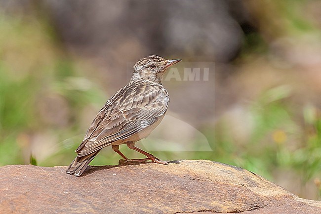 Southern Wood Lark (Lullula arborea pallida) sitting on a rock in Tamentout forest, Kabylia, Algeria. stock-image by Agami/Vincent Legrand,