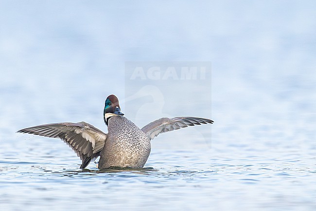 Bronskopeend, Falcated Duck, Mareca falcata stock-image by Agami/Menno van Duijn,