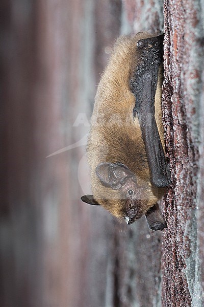 Common pipistrelle is resting stock-image by Agami/Theo Douma,