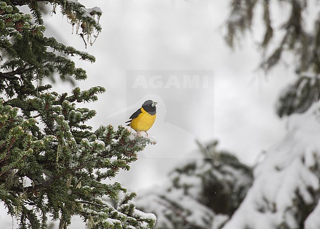 Collared Grosbeak (Mycerobas affinis) perched in a tree in Sichuan, China. stock-image by Agami/Pete Morris,