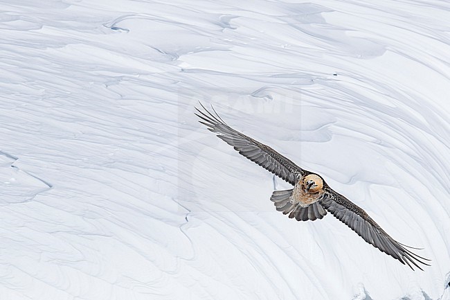Adult  Bearded Vulture (Gypaetus barbatus) flying over snow covered moutain landscape in the swiss alps. stock-image by Agami/Marcel Burkhardt,