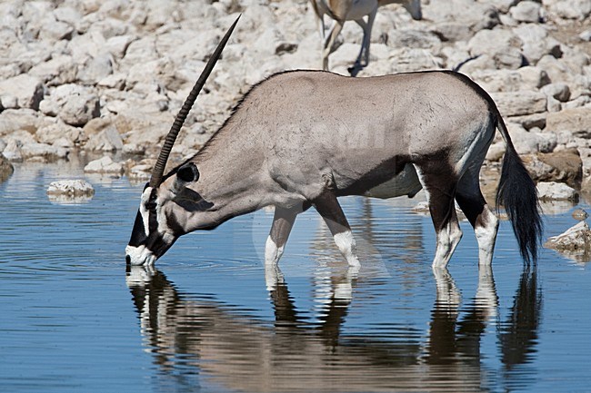 Oryx drinkend Etosha NP Namibie, Gemsbok drinking Etosha NP Namibia stock-image by Agami/Wil Leurs,