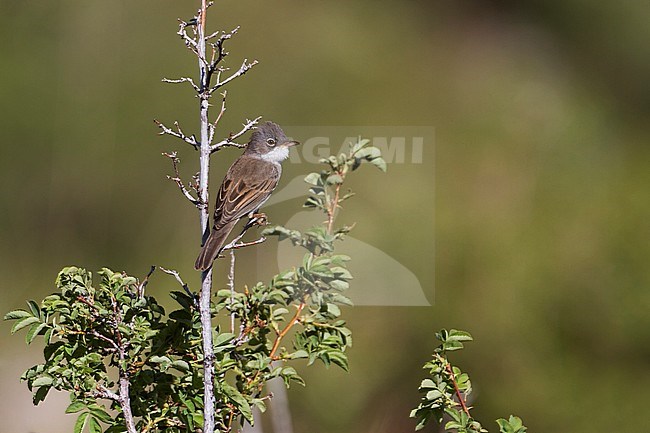 Common Whitethroat - Dorngrasmücke - Sylvia communis ssp. rubicola, Kazakhstan, adult male stock-image by Agami/Ralph Martin,