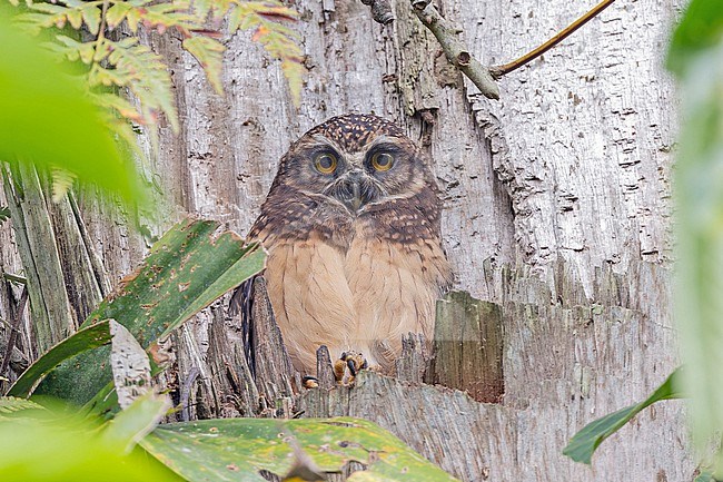 West Solomons Owl (Athene jacquinoti) in the Solomon Islands. Also known as West Solomons boobook. stock-image by Agami/Pete Morris,