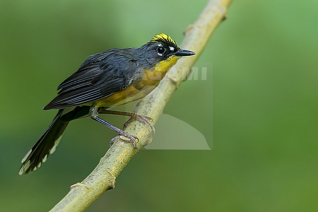 Fan-tailed Warbler (Basileuterus lachrymosus) Perched on a branch in El Salvador stock-image by Agami/Dubi Shapiro,