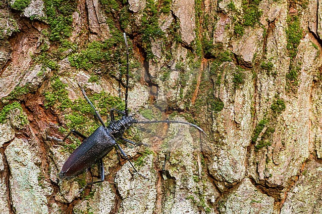Cerambyx cerdo - Great Capricorn Beetle - Großer Eichenheldbock, Germany, imago, female stock-image by Agami/Ralph Martin,