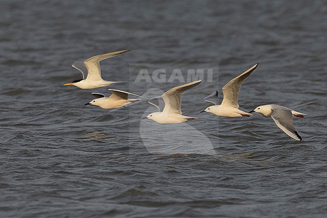 Four Slender-billed Gulls (Chroicocephalus genei) in adult summer plumage in flight and a West African Crested Tern (Thalasseus albididorsalis) in flight. stock-image by Agami/David Monticelli,