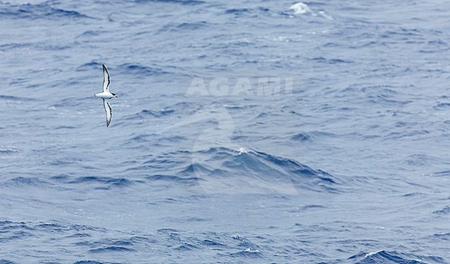 Collared Petrel (Pterodroma brevipes) flying over the Pacific Ocean near New Caledonia. stock-image by Agami/Marc Guyt,