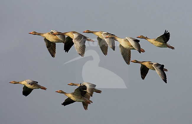 Grauwe Gans, Greylag Goose (Anser anser)Hungary July 2006 stock-image by Agami/Markus Varesvuo,