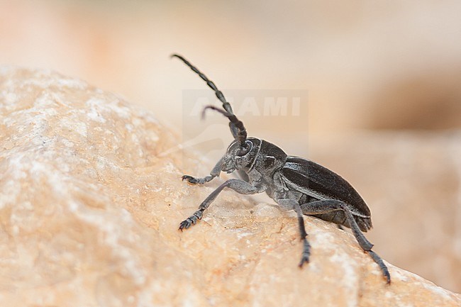 Pedestredorcadion arenarium, Croatia, imago stock-image by Agami/Ralph Martin,