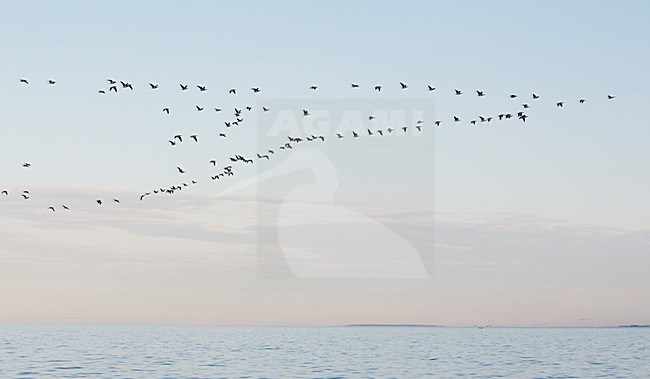 Brandganzen tijdens de trek; Barnacle Geese on migration stock-image by Agami/Markus Varesvuo,