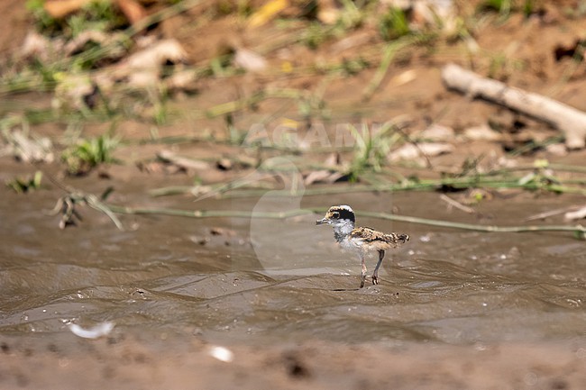 Pied Lapwing, Vanellus cayanusd. Along the shore of a river. Chick. stock-image by Agami/Hans Germeraad,