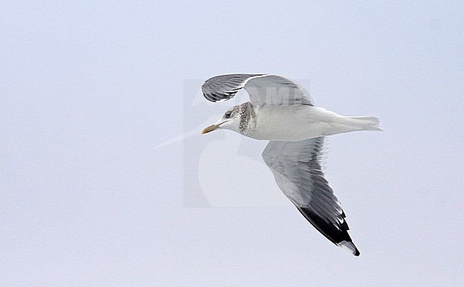 Kamchatka Gull (Larus canus kamtschatschensis) wintering in Japan. stock-image by Agami/Pete Morris,