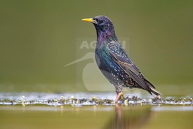 Common Starling, Sturnus vulgaris, standing in shallow water in Italy. Looking alert. stock-image by Agami/Daniele Occhiato,
