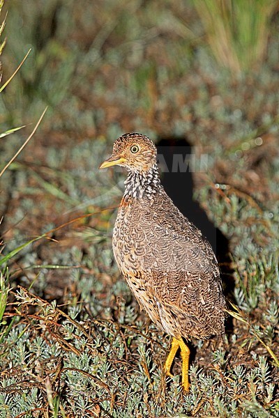 Plains-wanderer, Pedionomus torquatus) Critically Endangered. The majority of the remaining population is found in New South Wales. stock-image by Agami/Pete Morris,